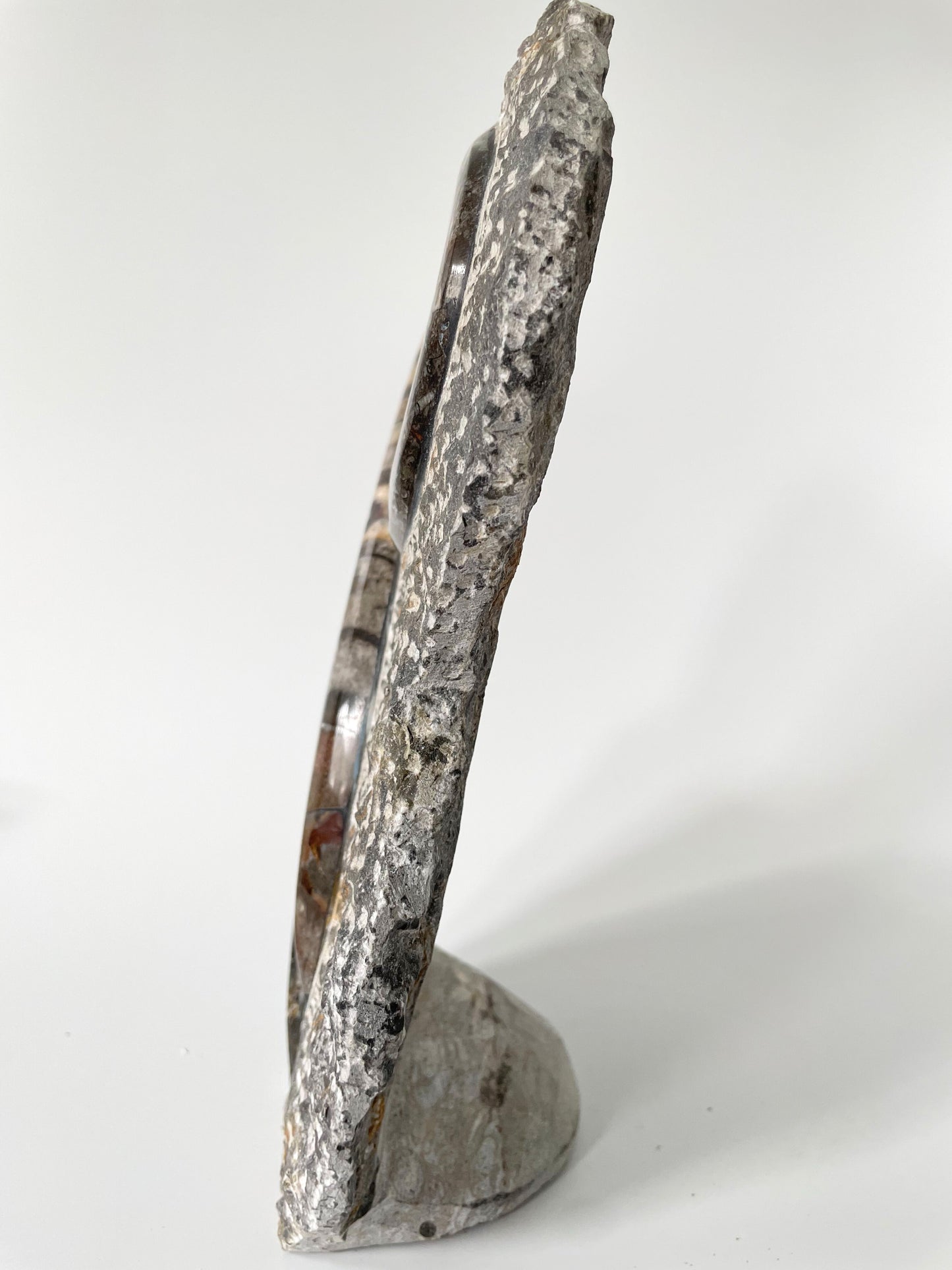 A 10.5-inch tall polished Ammonite and Orthoceras fossil plate showcasing one ammonite fossil and one Orthoceras fossil on a white background.