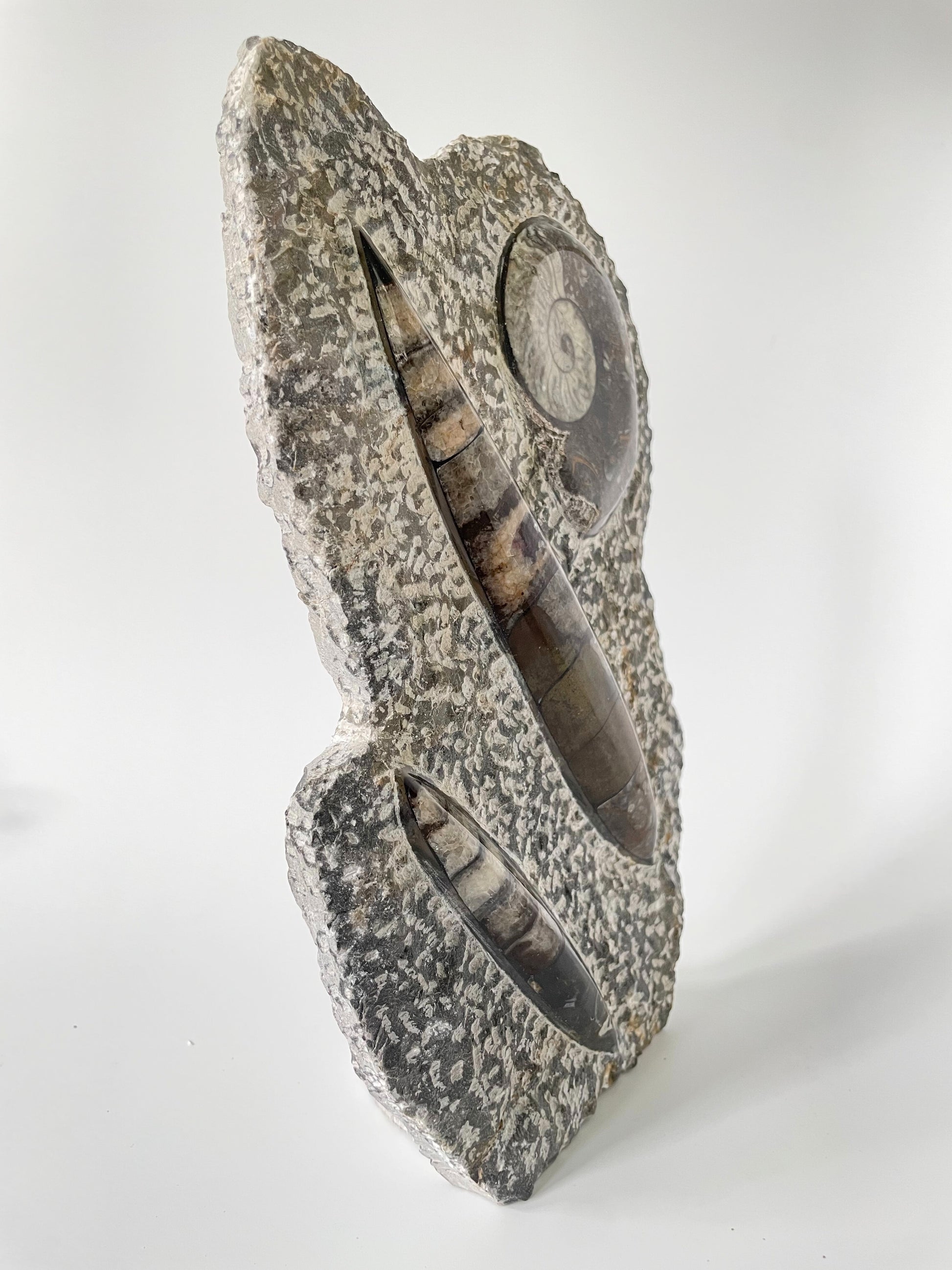 A 10.5-inch tall polished Ammonite and Orthoceras fossil plate showcasing one ammonite fossil and one Orthoceras fossil on a white background.