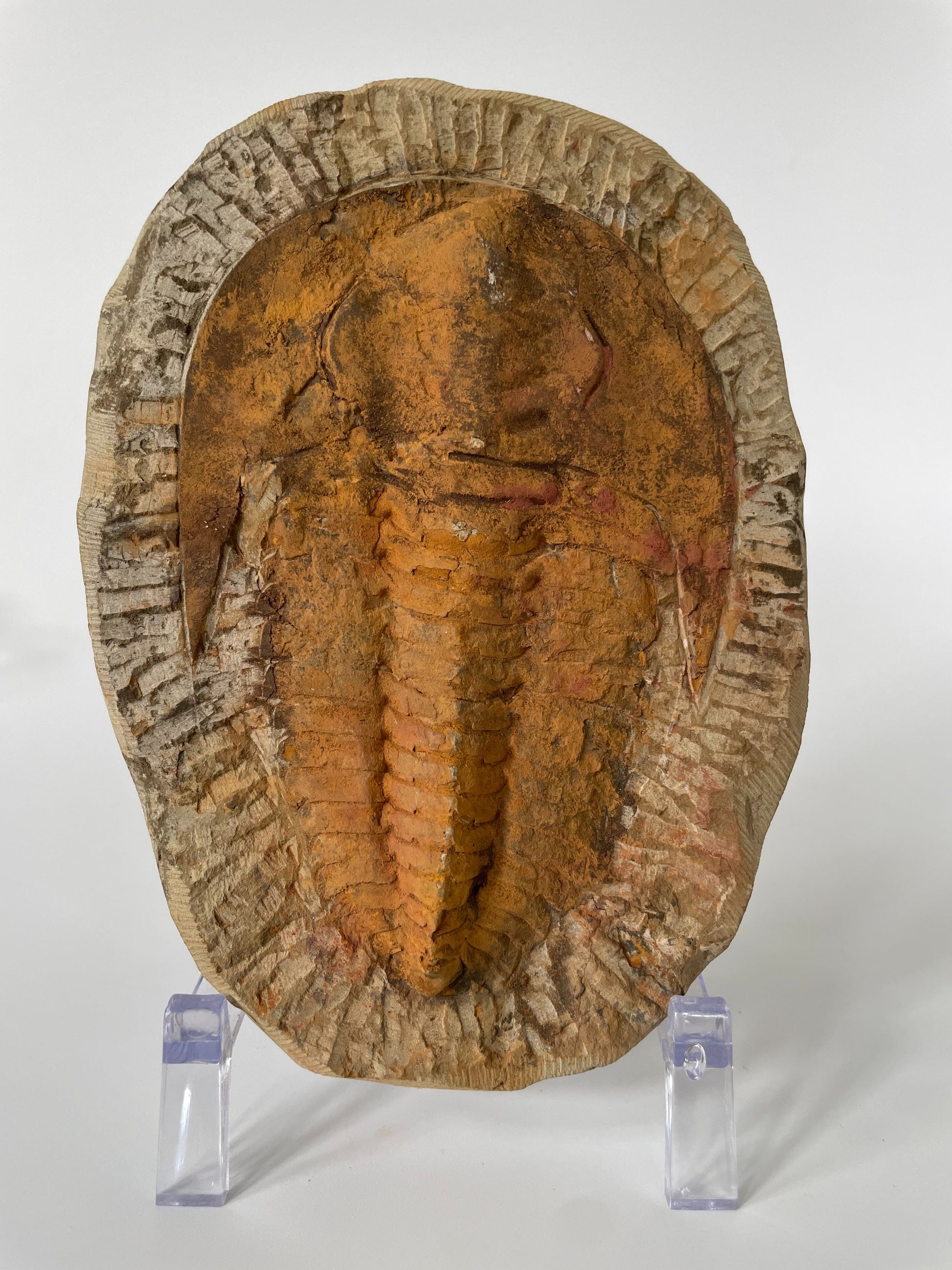 A 5.5-inch Cambropallas Trilobite fossil featuring distinctive markings on a white background.