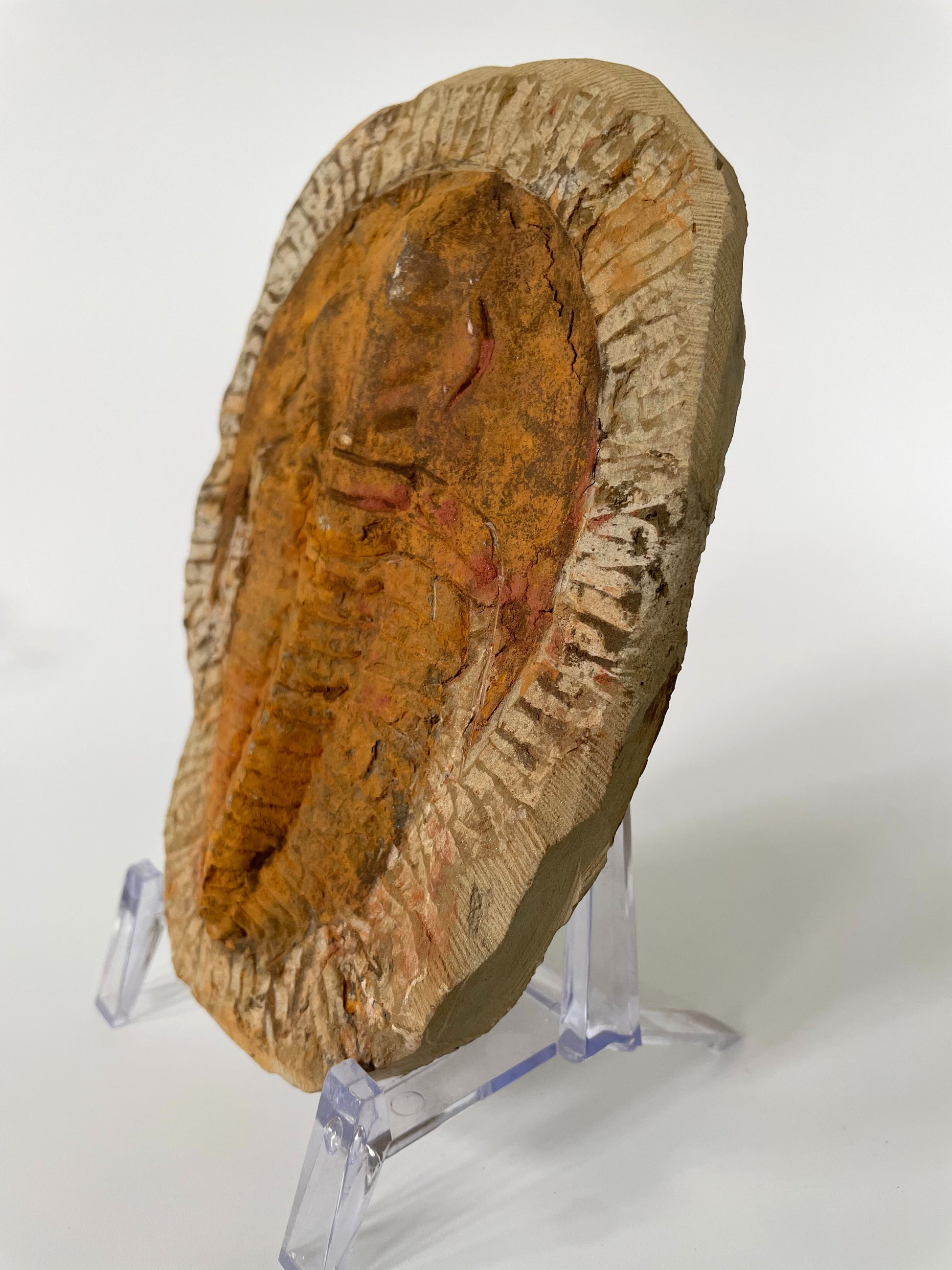 A 5.5-inch Cambropallas Trilobite fossil featuring distinctive markings on a white background.