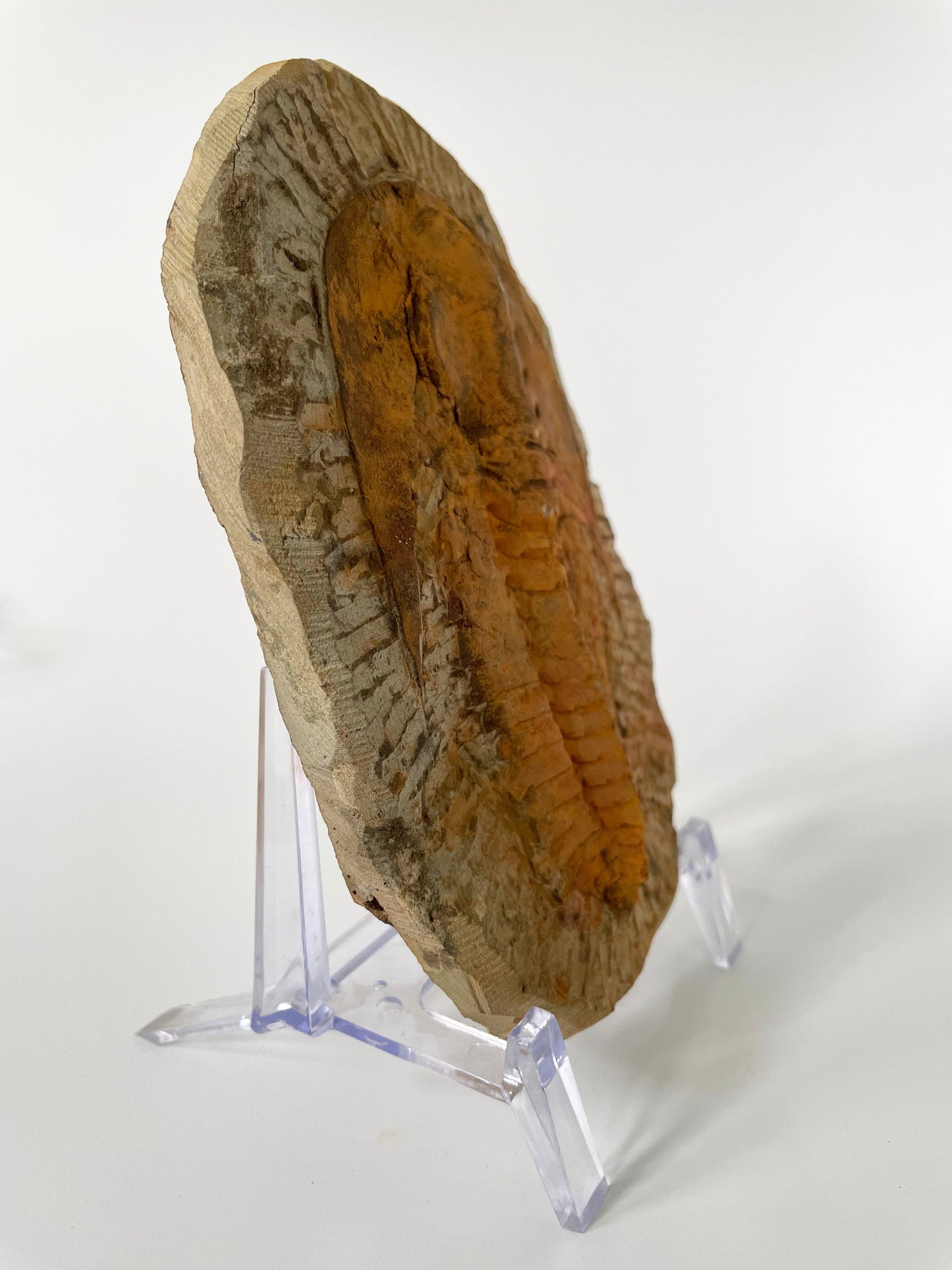 A 5.5-inch Cambropallas Trilobite fossil featuring distinctive markings on a white background.