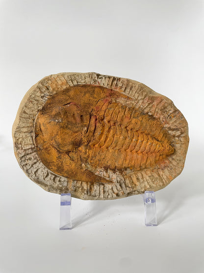 A 5.5-inch Cambropallas Trilobite fossil featuring distinctive markings on a white background.