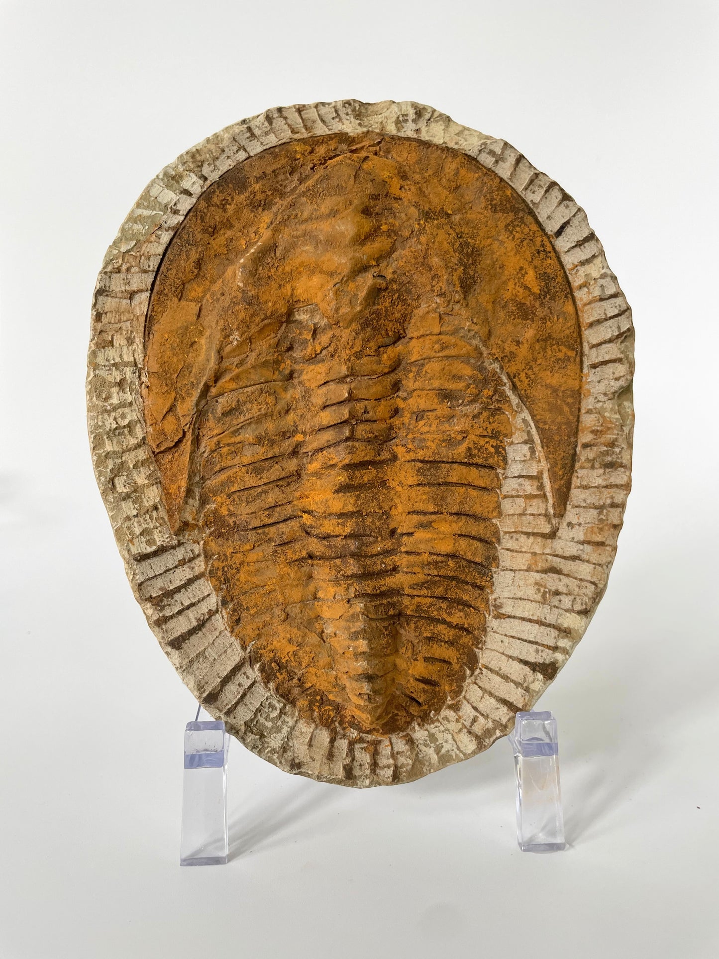 A 6-inch Cambropallas Trilobite fossil featuring distinctive markings on a white background.