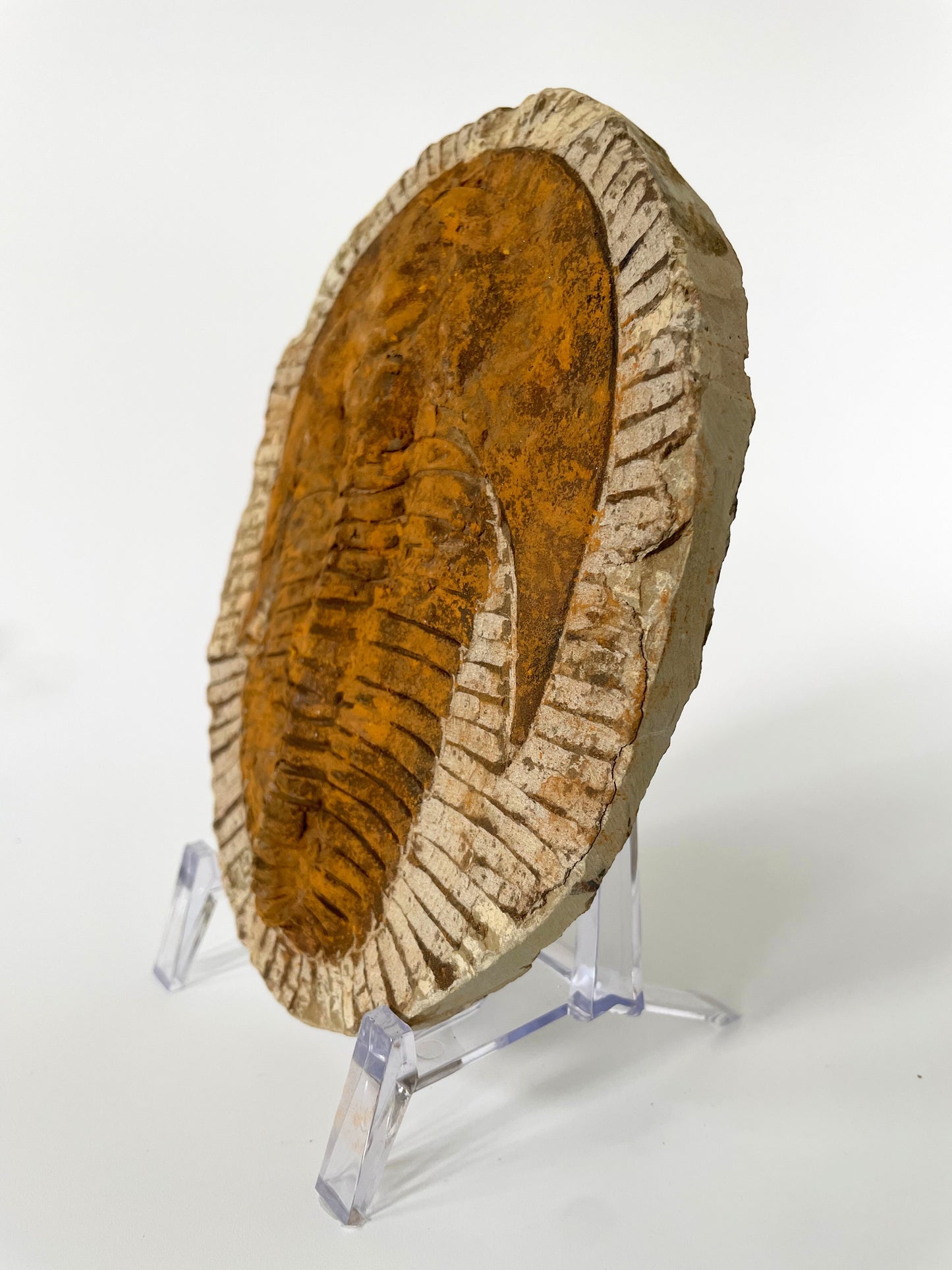 A 6-inch Cambropallas Trilobite fossil featuring distinctive markings on a white background.