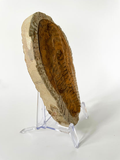 A 6-inch Cambropallas Trilobite fossil featuring distinctive markings on a white background.