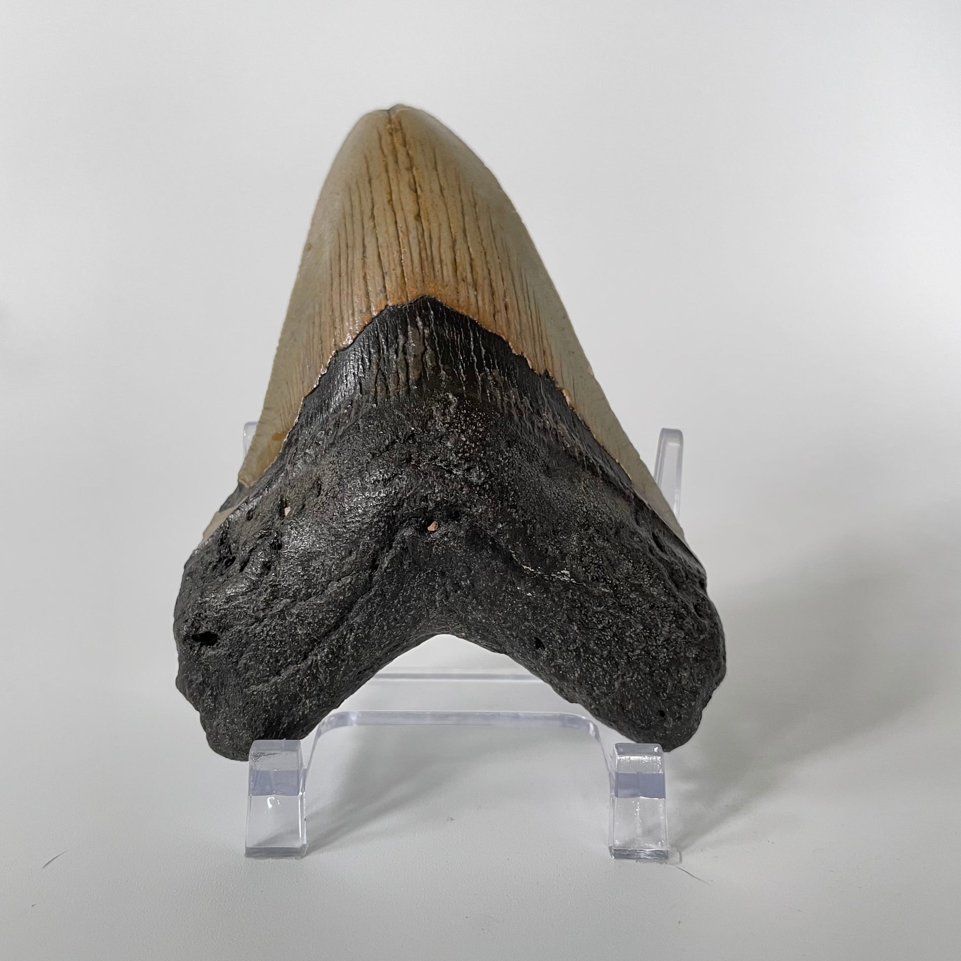 One 4.38-inch Megalodon tooth with black root and tannish gray enamel on a white background.