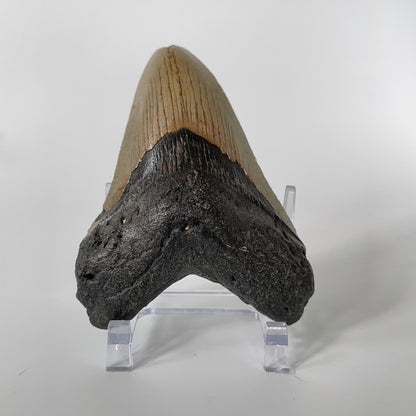 One 4.38-inch Megalodon tooth with black root and tannish gray enamel on a white background.