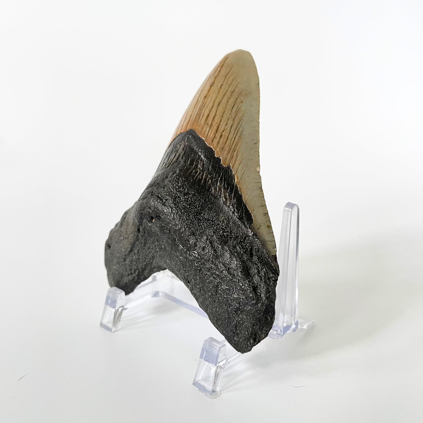 One 4.38-inch Megalodon tooth with black root and tannish gray enamel on a white background.