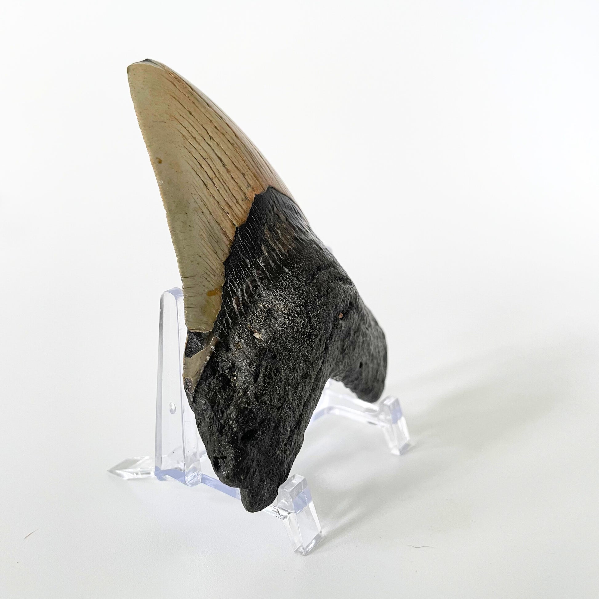 One 4.38-inch Megalodon tooth with black root and tannish gray enamel on a white background.