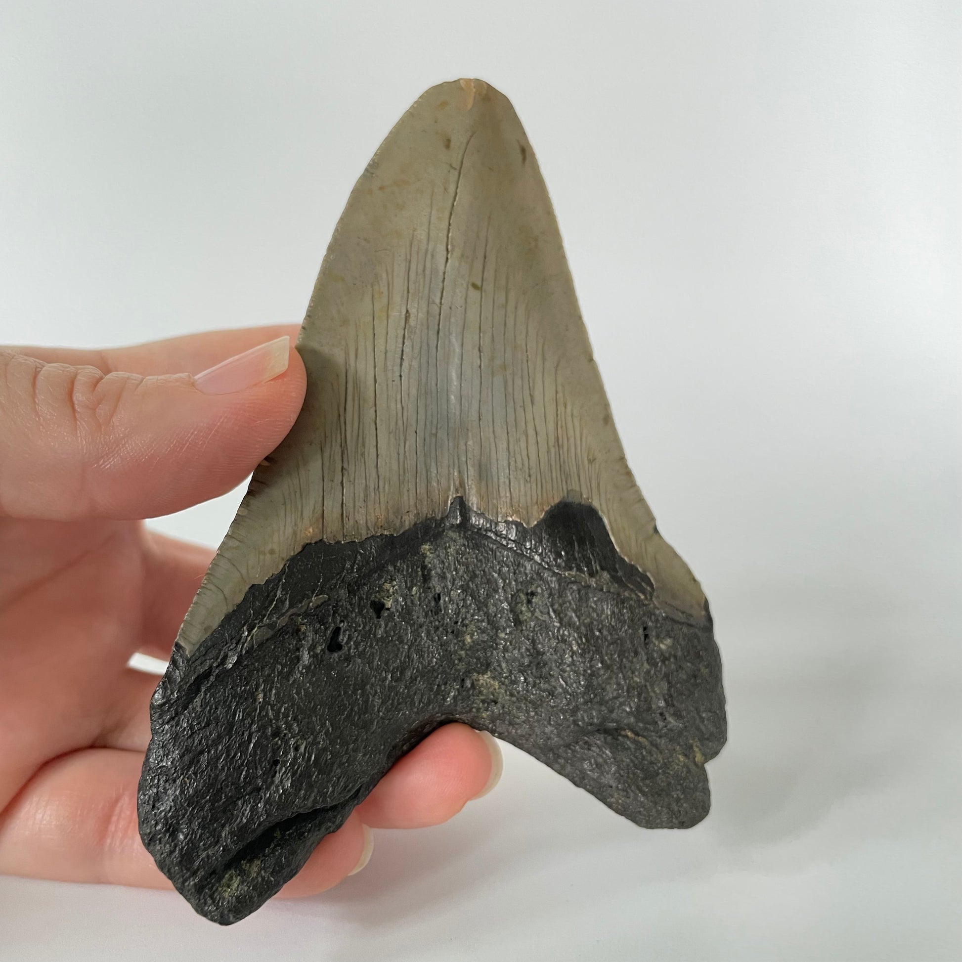 One 4.38-inch Megalodon tooth with black root and tannish gray enamel on a white background.