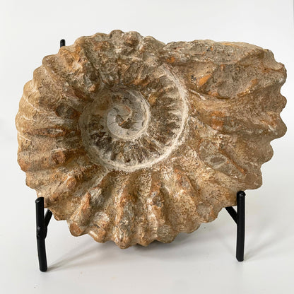 A 7-inch ammonite fossil from the Agadir area of Morocco with an intricate spiral pattern on a clear acrylic stand and a white background.