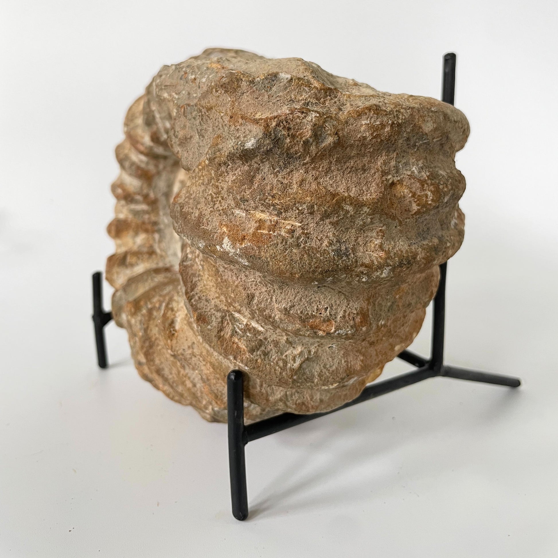 A 7-inch ammonite fossil from the Agadir area of Morocco with an intricate spiral pattern on a clear acrylic stand and a white background.