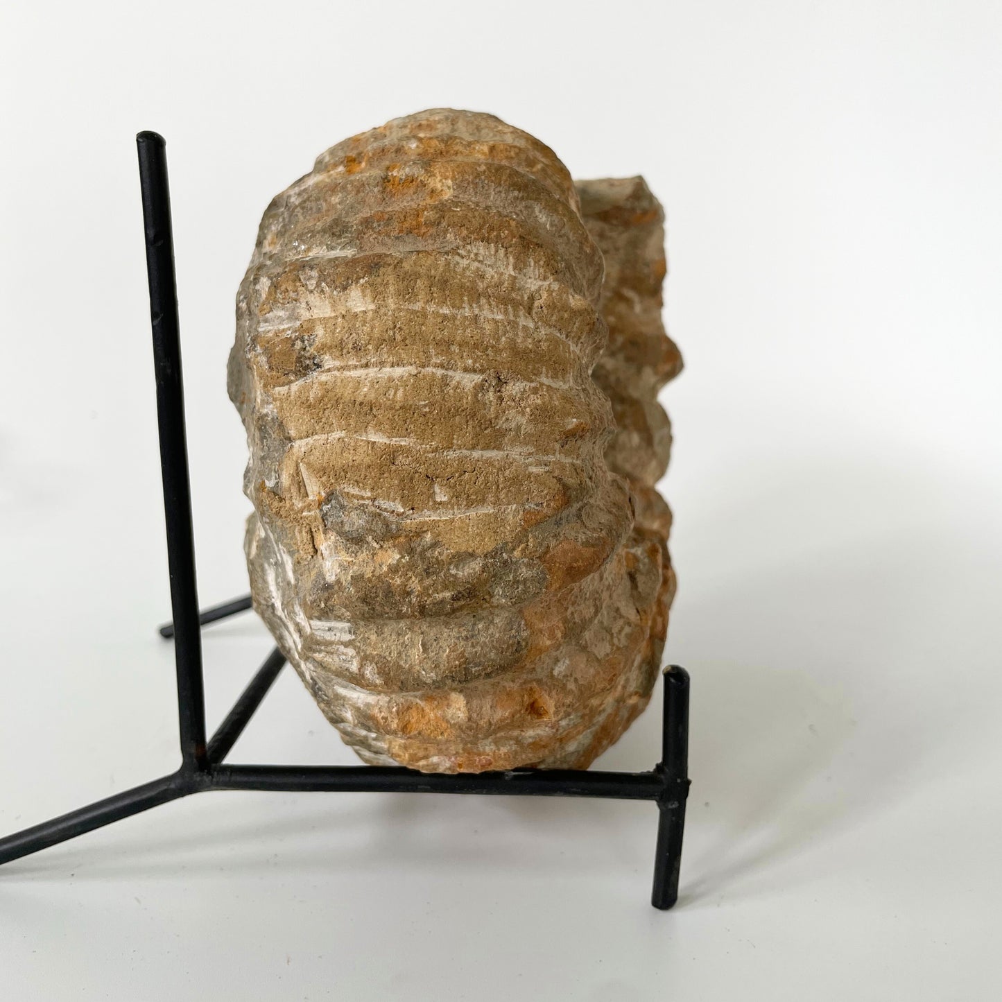 A 7-inch ammonite fossil from the Agadir area of Morocco with an intricate spiral pattern on a clear acrylic stand and a white background.