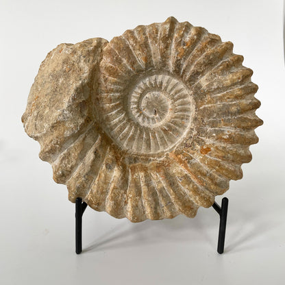 A 7.75-inch ammonite fossil from the Agadir area of Morocco with an intricate spiral pattern on a black metal stand and a white background.