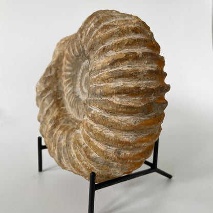 A 7.75-inch ammonite fossil from the Agadir area of Morocco with an intricate spiral pattern on a black metal stand and a white background.