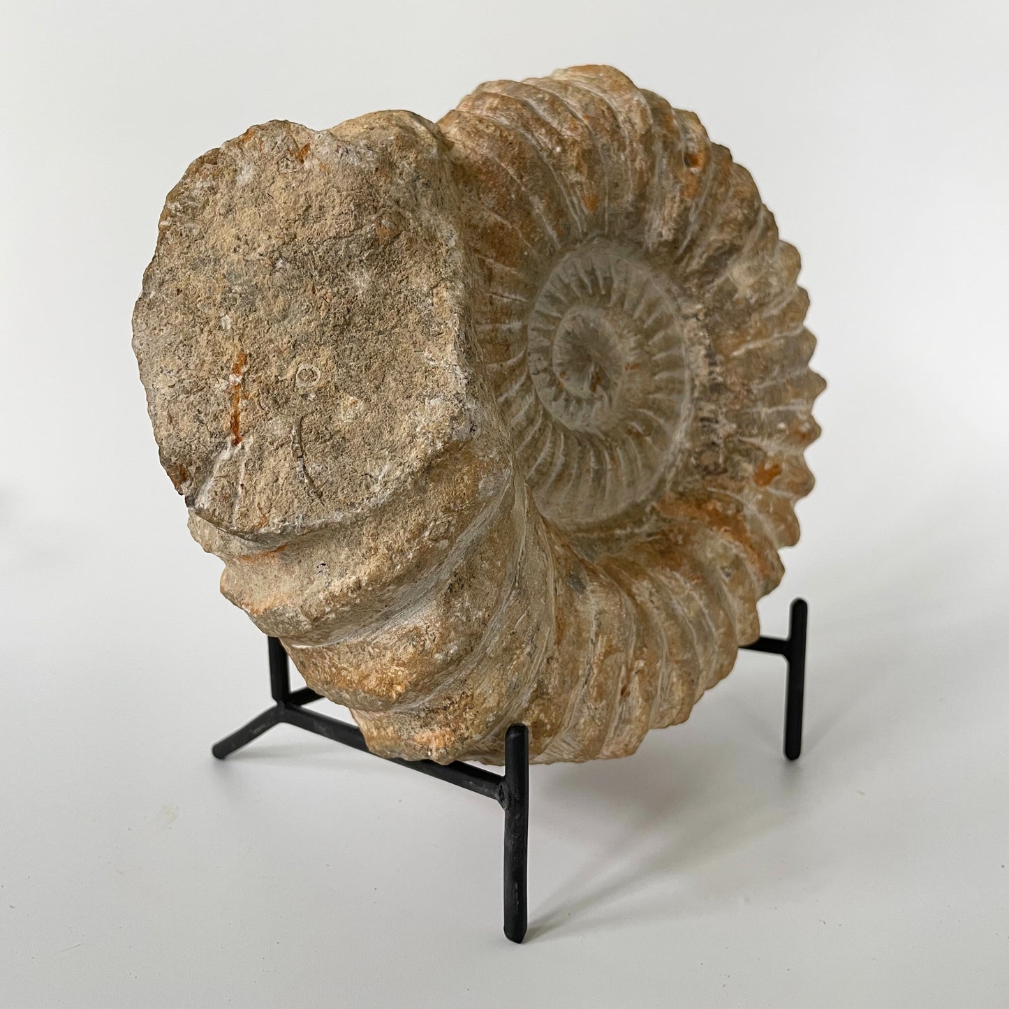 A 7.75-inch ammonite fossil from the Agadir area of Morocco with an intricate spiral pattern on a black metal stand and a white background.