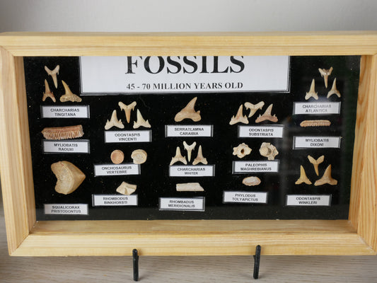 Fossil Box - Diverse Collection of Prehistoric Specimens This & That Minerals