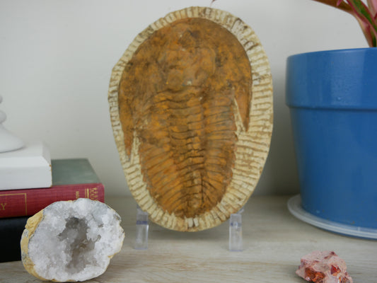 A 8.5-inch Cambropallas Trilobite fossil featuring distinctive markings on a white background