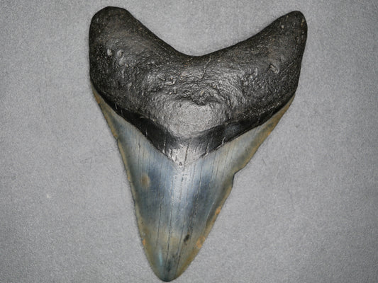 A close-up image of a 3.58-inch fossilized Megalodon tooth, showcasing its blackish-gray coloration and serrated edges against a gray background.