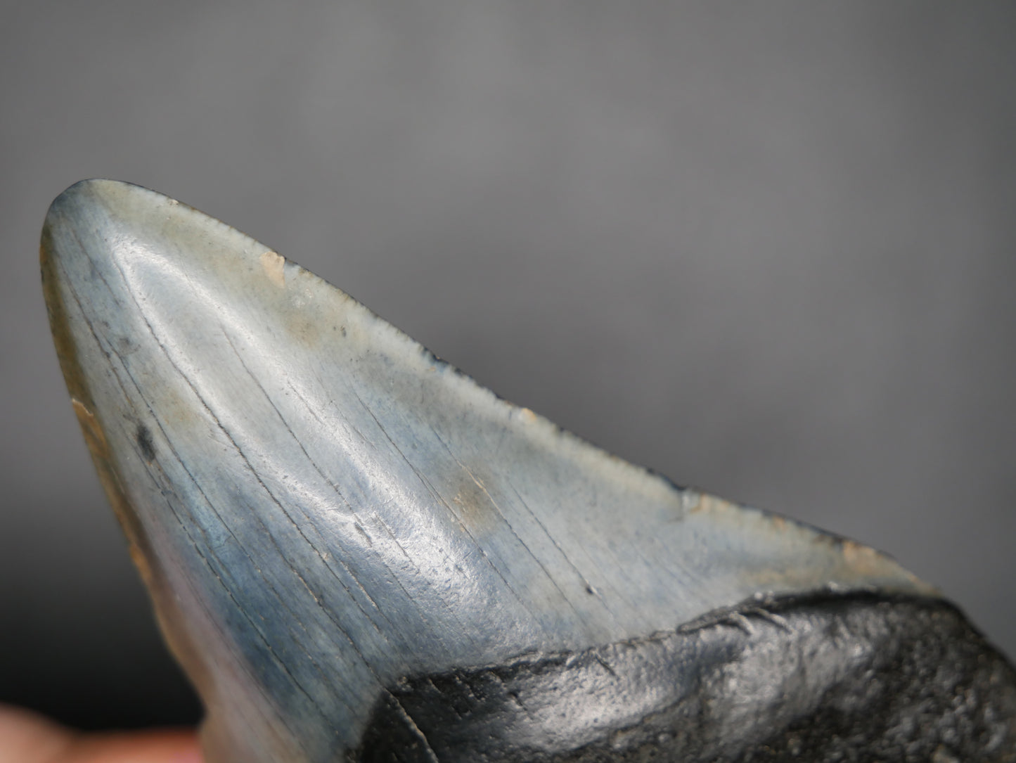 A close-up image of a 3.58-inch fossilized Megalodon tooth, showcasing its blackish-gray coloration and serrated edges against a gray background.