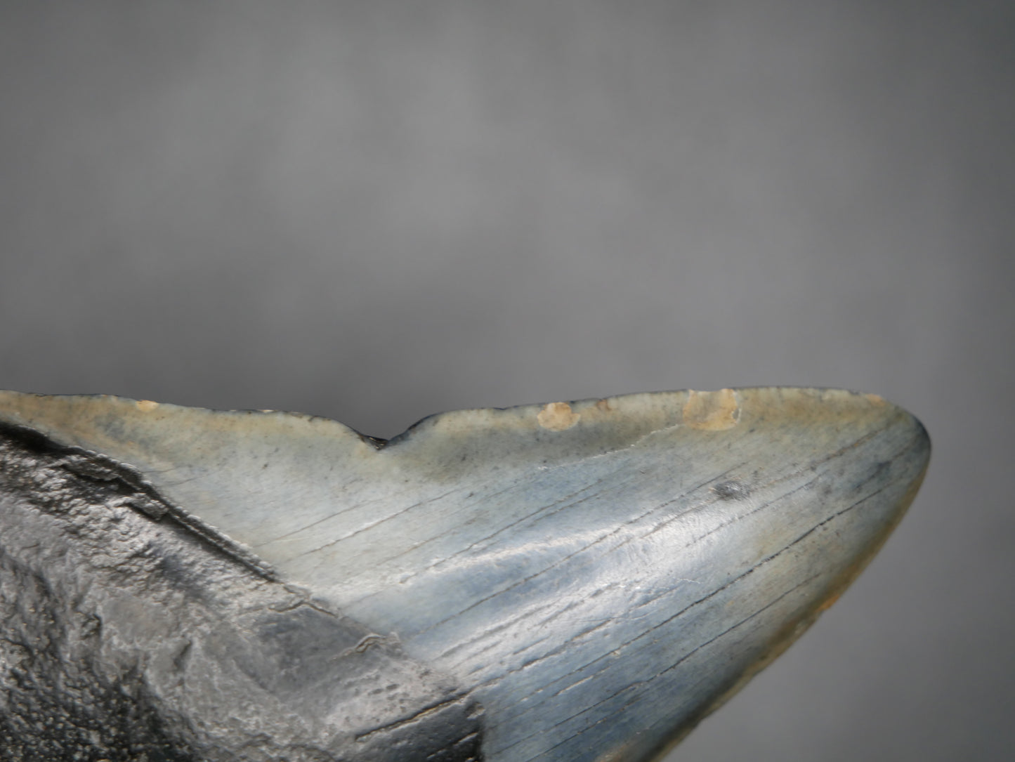 A close-up image of a 3.58-inch fossilized Megalodon tooth, showcasing its blackish-gray coloration and serrated edges against a gray background.