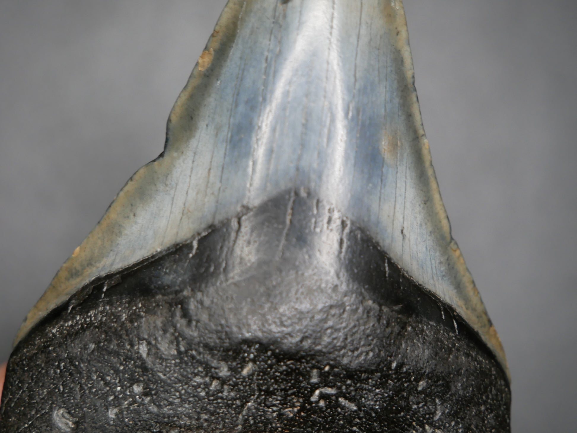 A close-up image of a 3.58-inch fossilized Megalodon tooth, showcasing its blackish-gray coloration and serrated edges against a gray background.