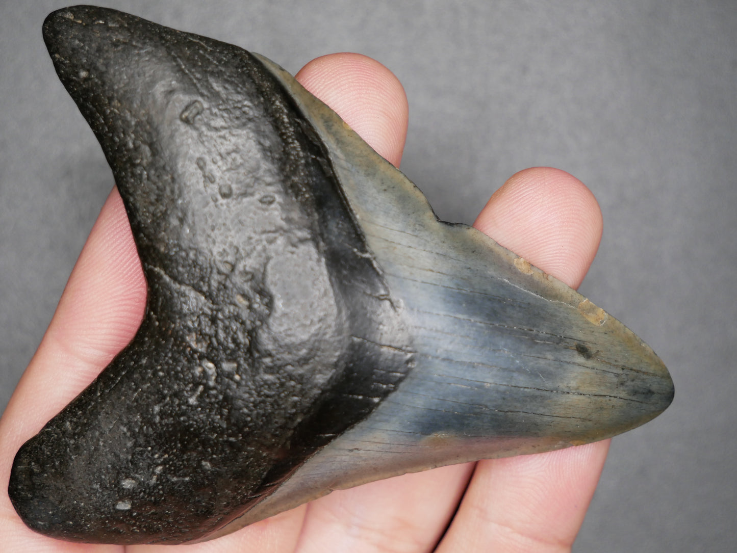 A close-up image of a 3.58-inch fossilized Megalodon tooth, showcasing its blackish-gray coloration and serrated edges against a gray background.