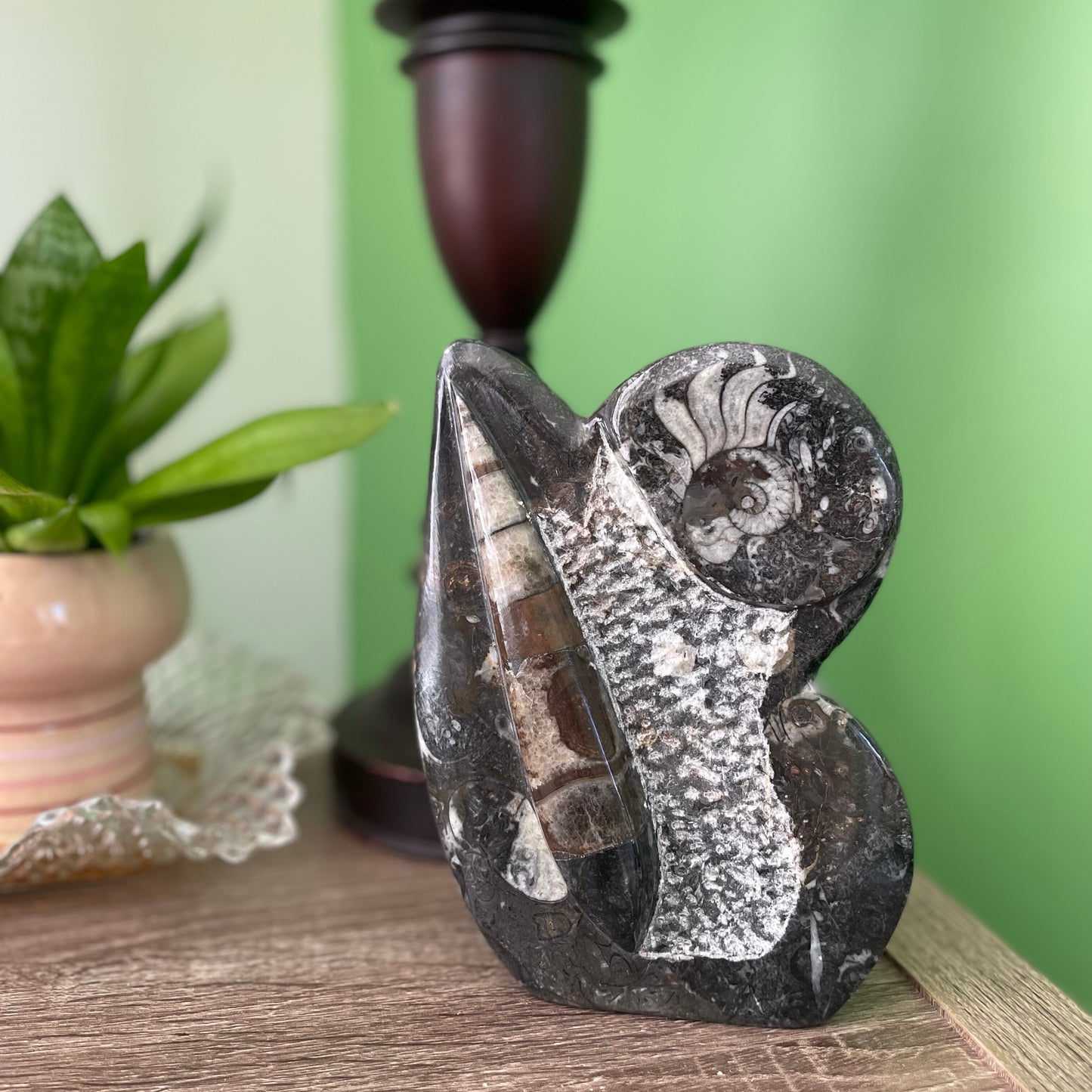 A 6-inch tall polished Ammonite and Orthoceras fossil plate showcasing one ammonite fossil and one orthoceras fossil.