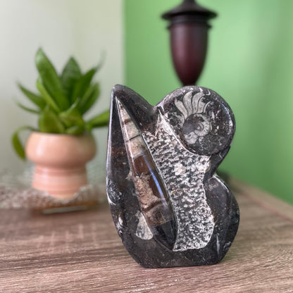 A 6-inch tall polished Ammonite and Orthoceras fossil plate showcasing one ammonite fossil and one orthoceras fossil.