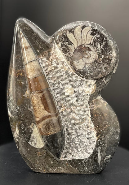 A 6-inch tall polished Ammonite and Orthoceras fossil plate showcasing one ammonite fossil and one orthoceras fossil.