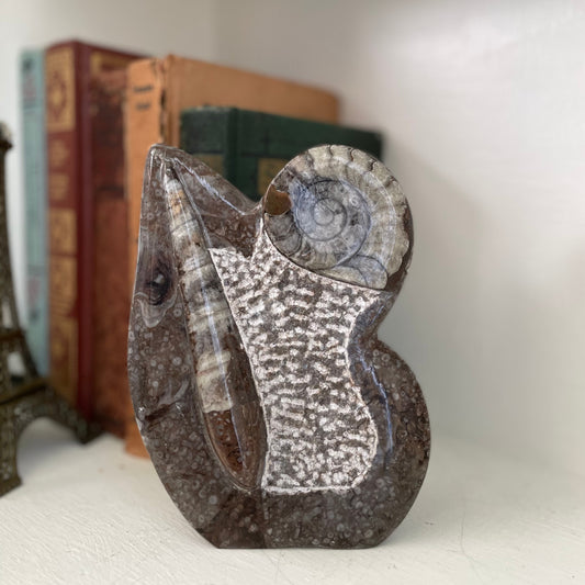 A 6-inch tall polished Ammonite and Orthoceras fossil plate showcasing one ammonite fossil and one orthoceras fossil.