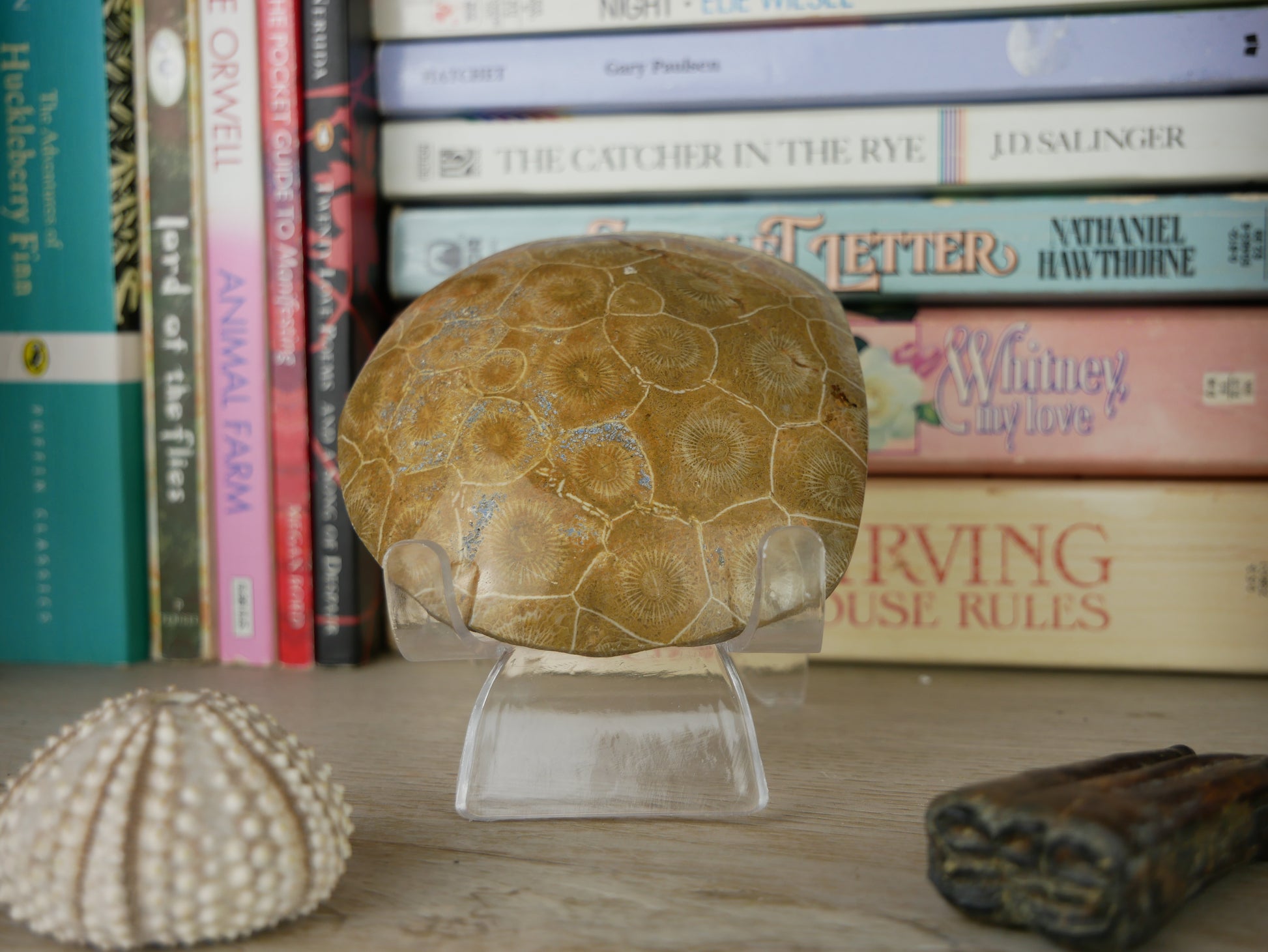 Fossil coral specimen, 3.49 inches in height, displaying intricate patterns of ancient marine life preserved in stone.