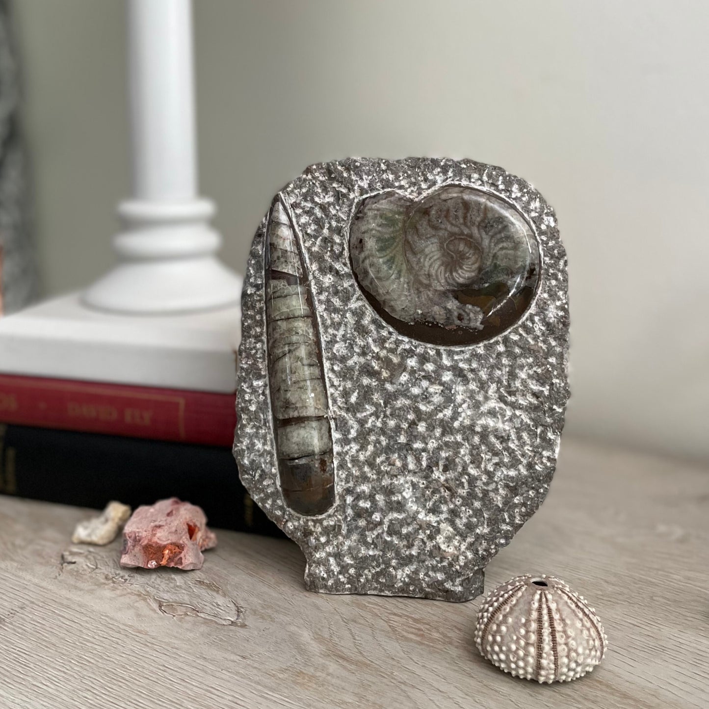 A close-up image showing a polished natural ammonite fossil alongside an Orthoceras fossil. The textures and intricate details of the fossils are visible, with the characteristic spiral shape of the ammonite and the long, straight shell of the Orthoceras. Rich earthy tones and intricate patterns adorn the fossils, offering a glimpse into the ancient marine life they once belonged to.