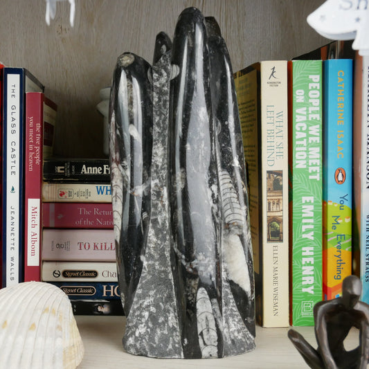 A 9.5-inch tall polished Orthoceras fossil tower showcasing six orthoceras fossils.