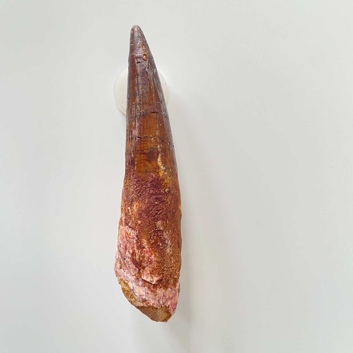 A 3.63-inch Spinosaurus tooth on a white background.