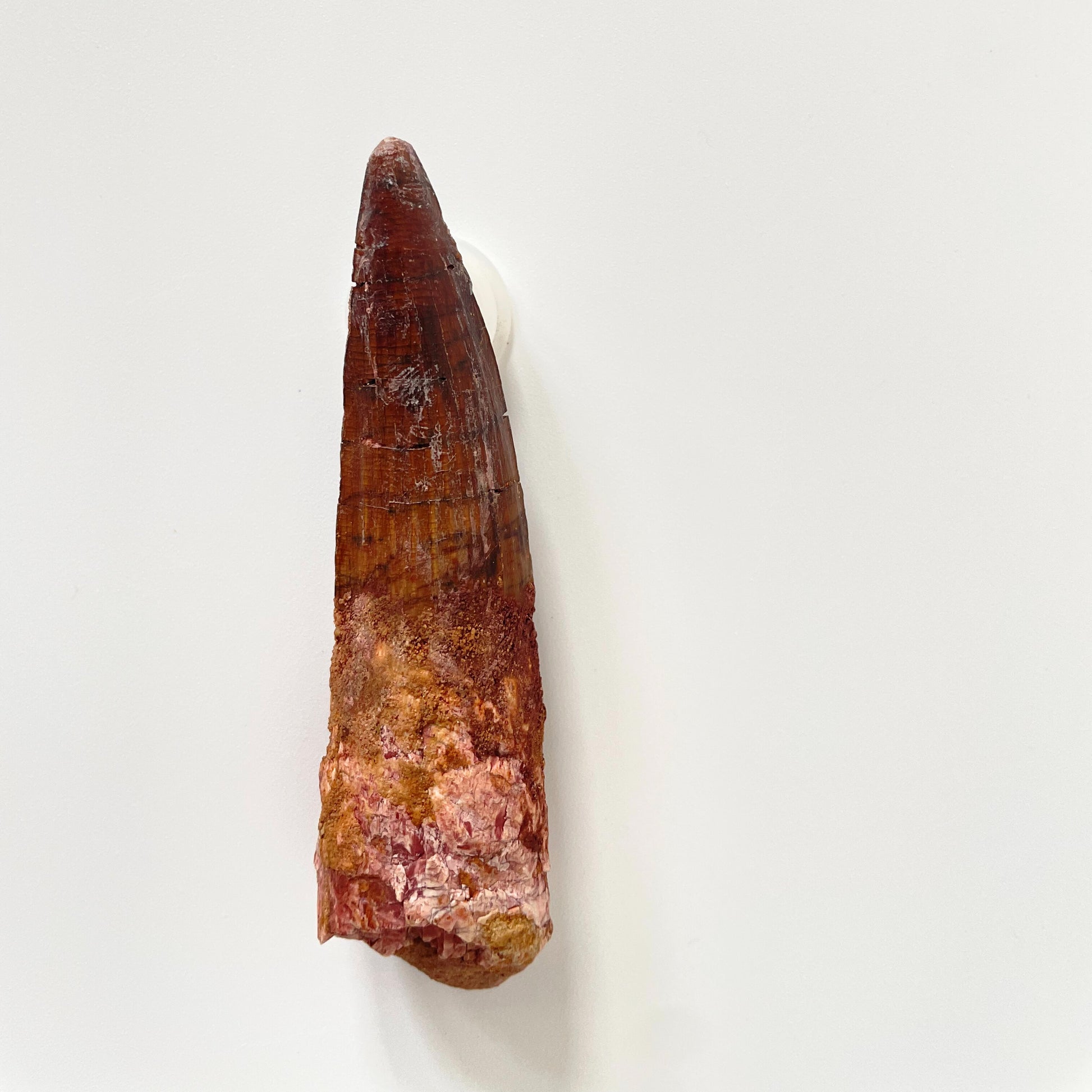 A 3.63-inch Spinosaurus tooth on a white background.