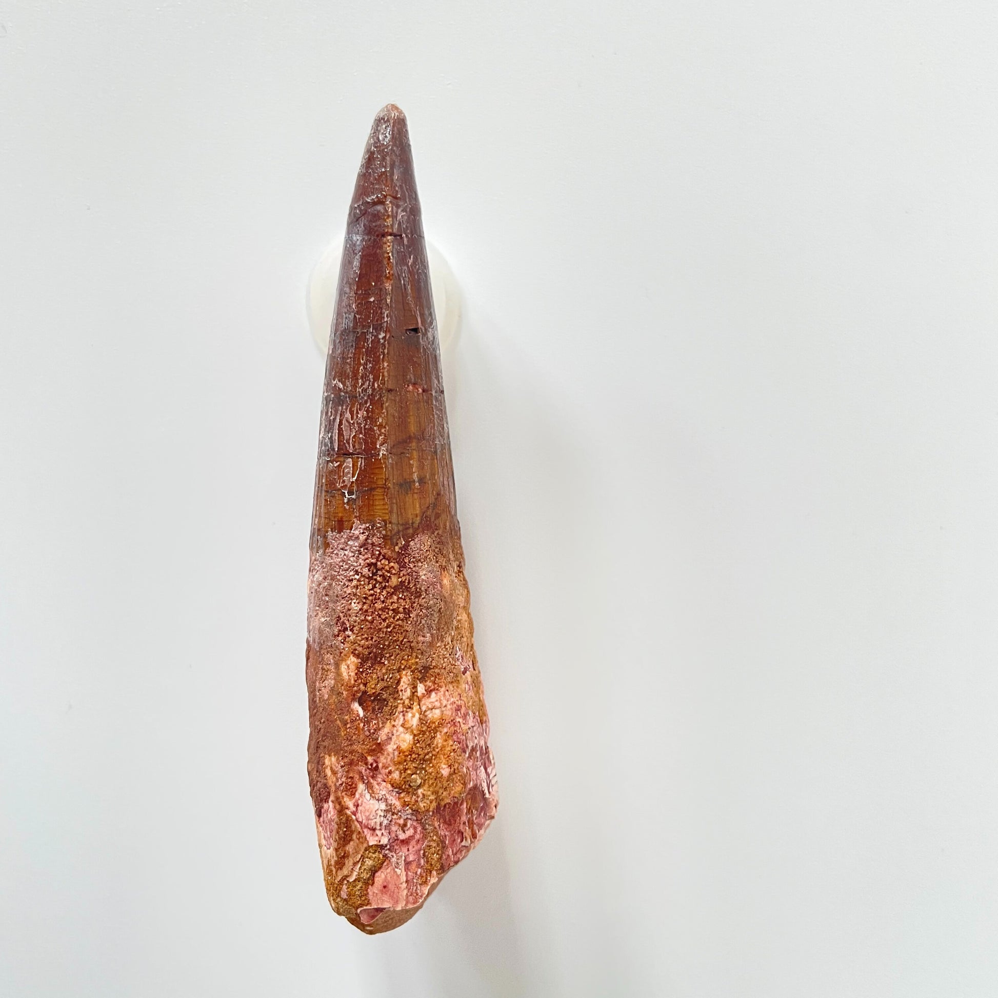 A 3.63-inch Spinosaurus tooth on a white background.