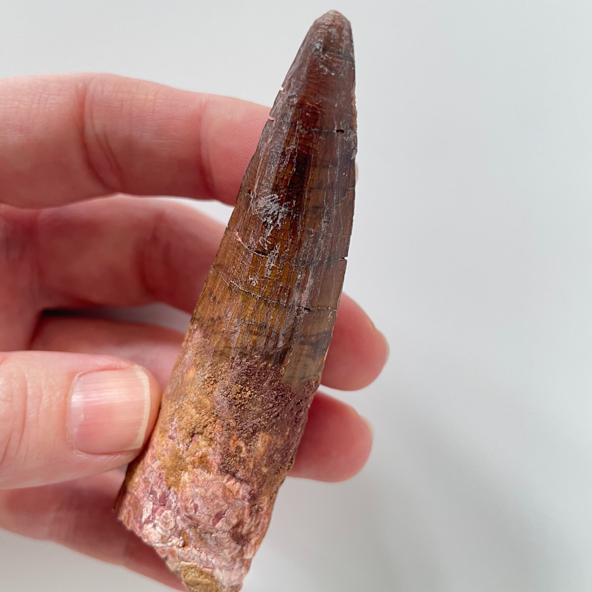 A 3.63-inch Spinosaurus tooth on a white background.