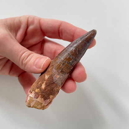 A 3.63-inch Spinosaurus tooth on a white background.