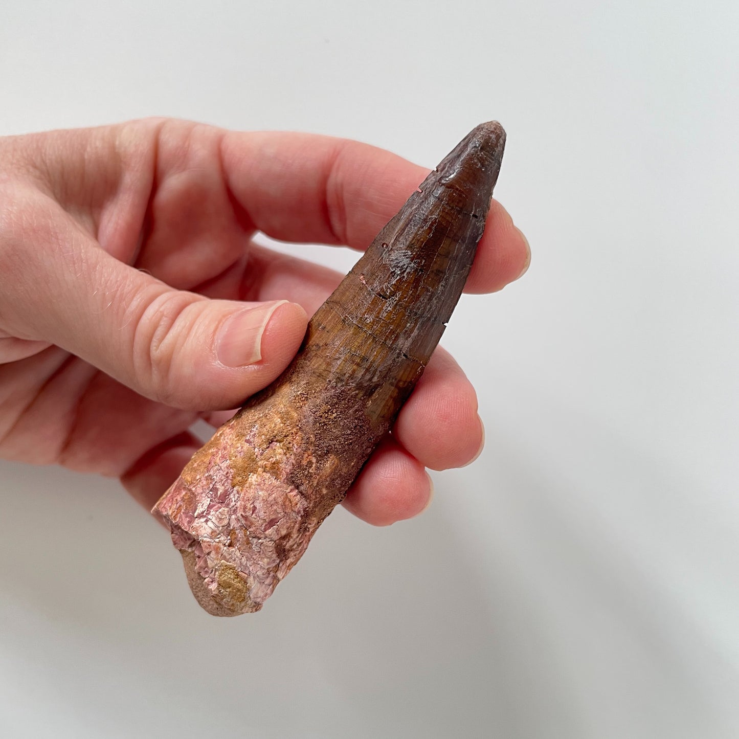 A 3.63-inch Spinosaurus tooth on a white background.