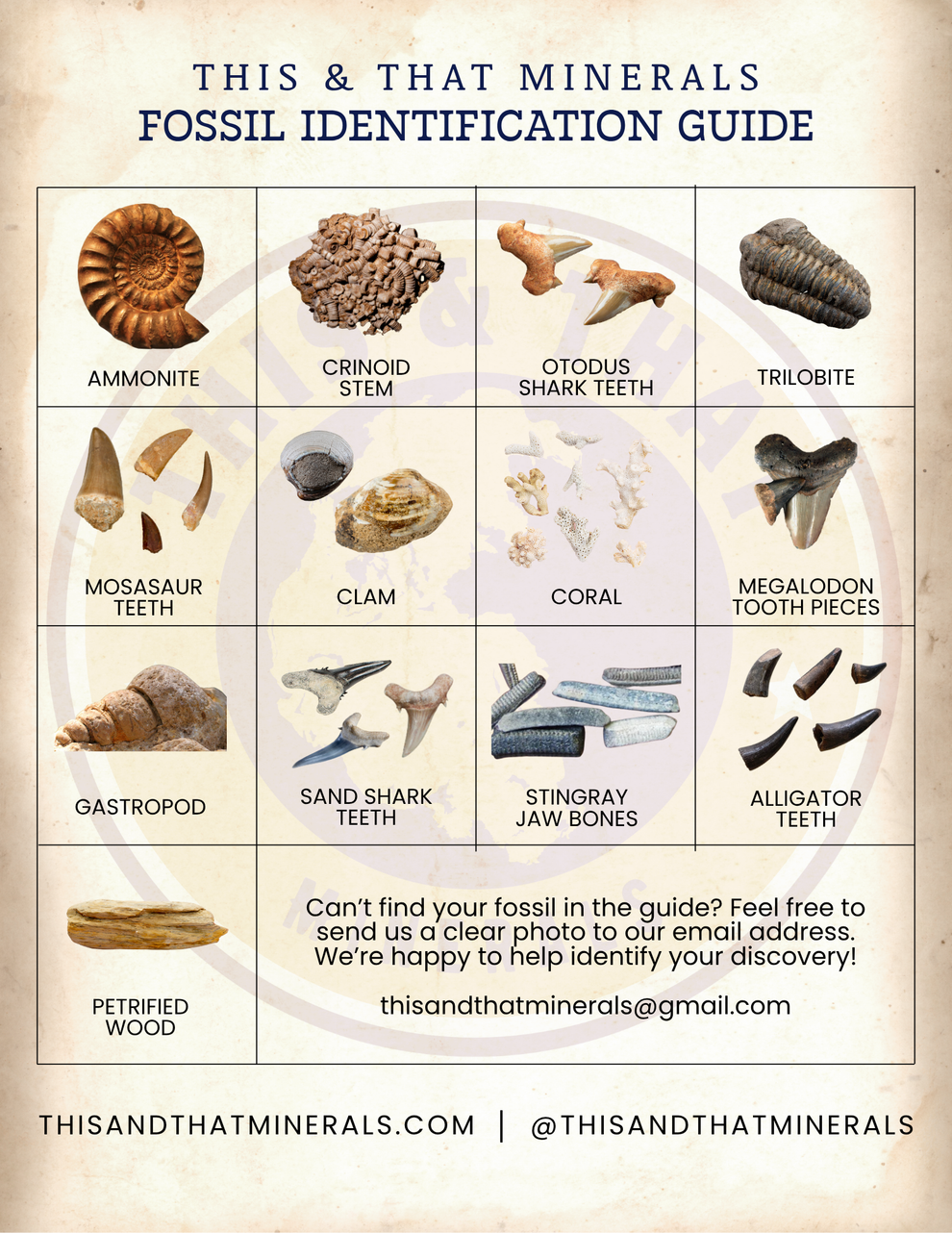 Fossil Identification Guide Digital Download This & That Minerals