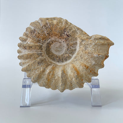 A 4-inch ammonite fossil from the Agadir area of Morocco with an intricate spiral pattern on a clear acrylic stand and a white background.