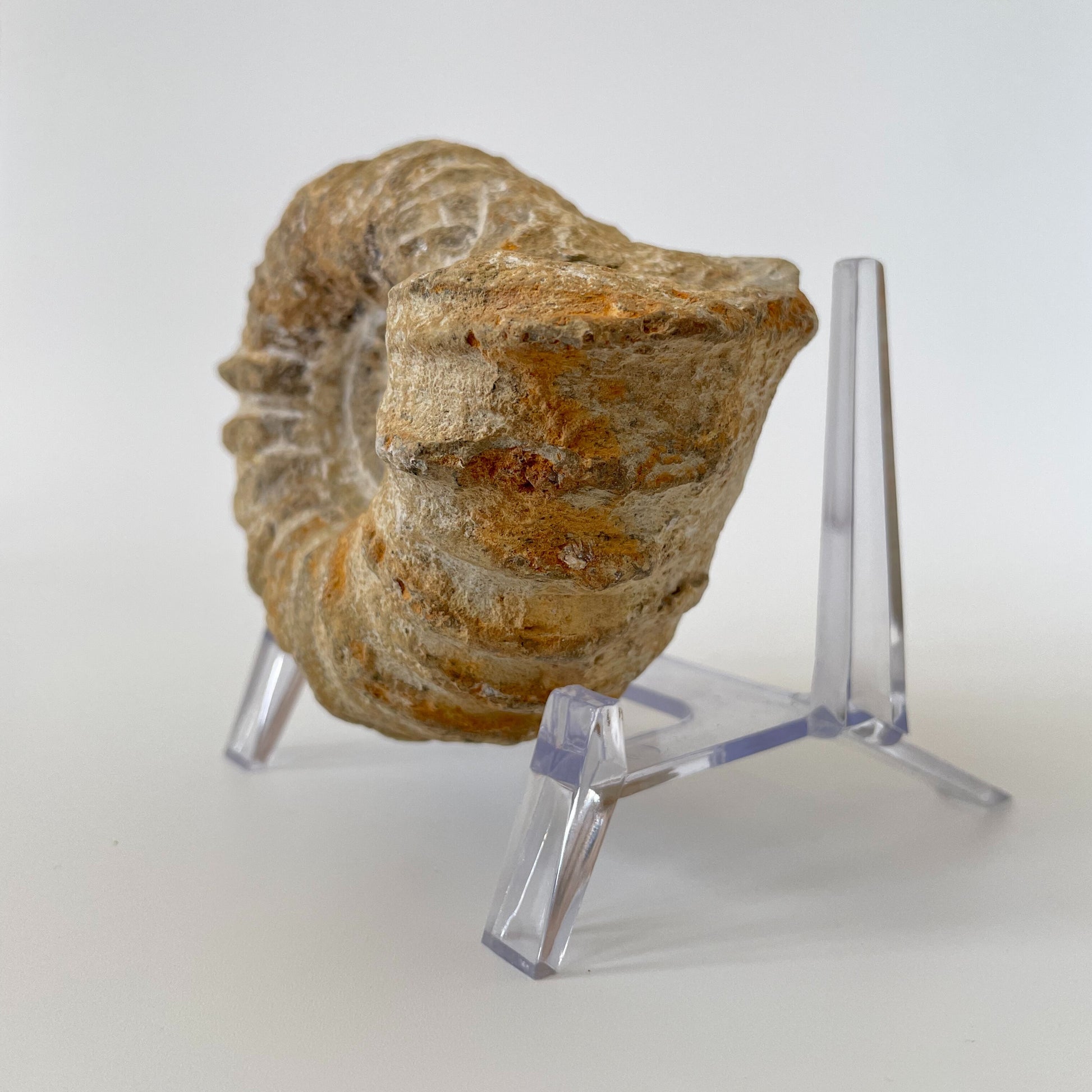 A 4-inch ammonite fossil from the Agadir area of Morocco with an intricate spiral pattern on a clear acrylic stand and a white background.