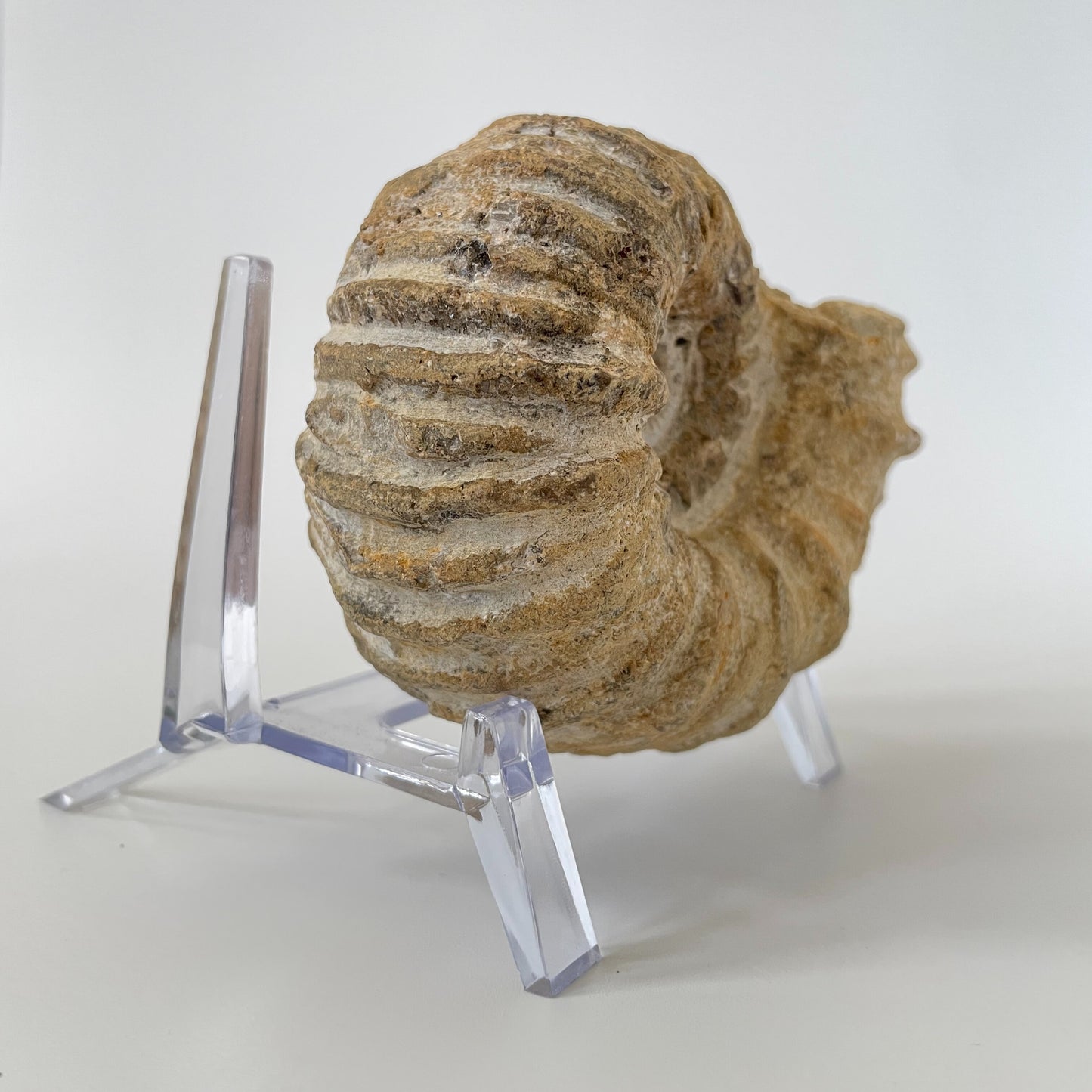 A 4-inch ammonite fossil from the Agadir area of Morocco with an intricate spiral pattern on a clear acrylic stand and a white background.