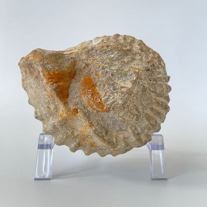 A 4-inch ammonite fossil from the Agadir area of Morocco with an intricate spiral pattern on a clear acrylic stand and a white background.