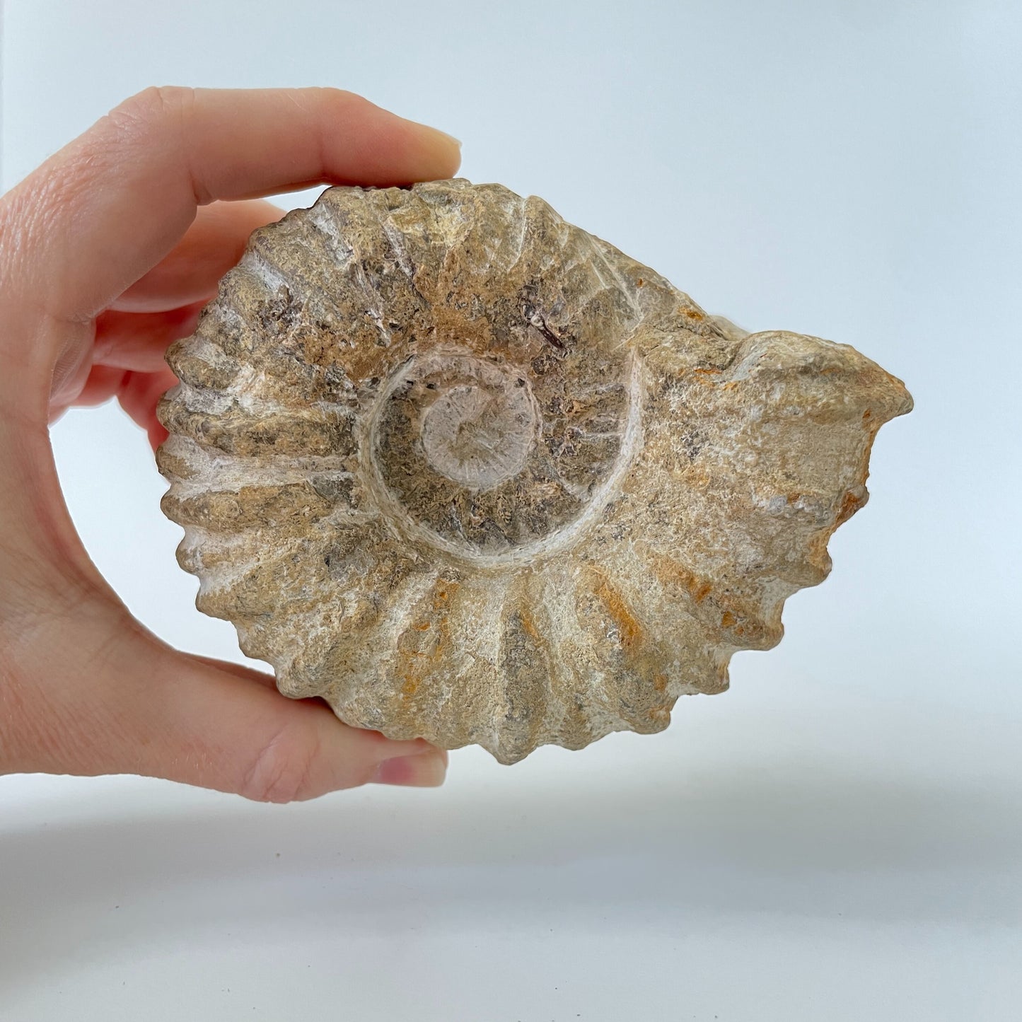 A 4-inch ammonite fossil from the Agadir area of Morocco with an intricate spiral pattern on a clear acrylic stand and a white background.