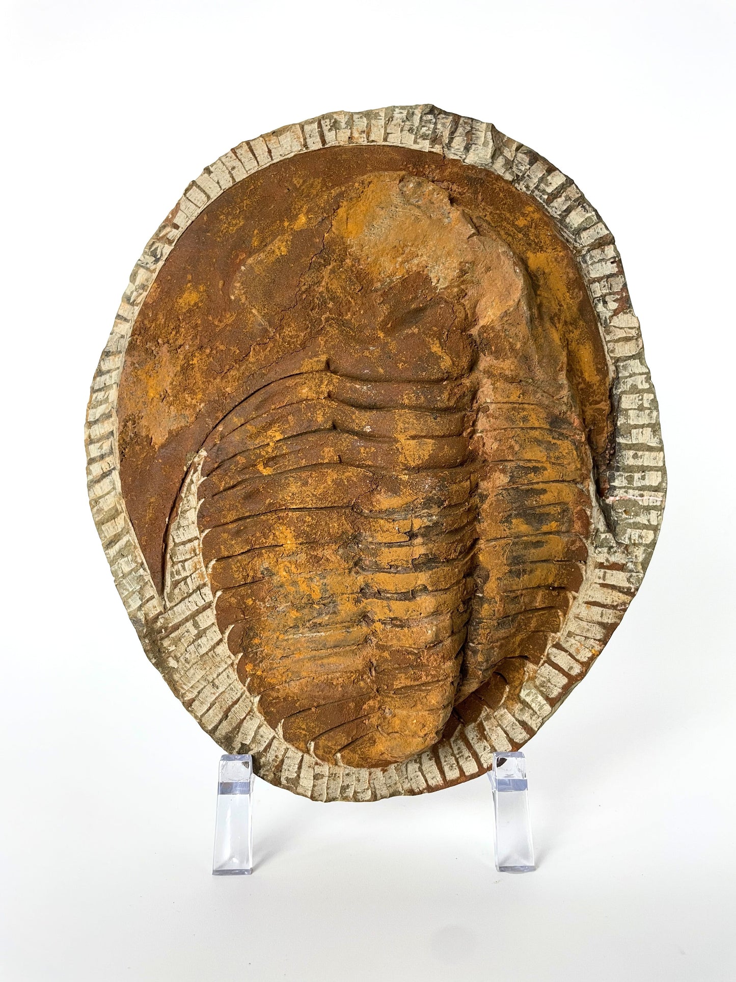 A 7.75-inch Cambropallas Trilobite fossil featuring distinctive markings on a white background.