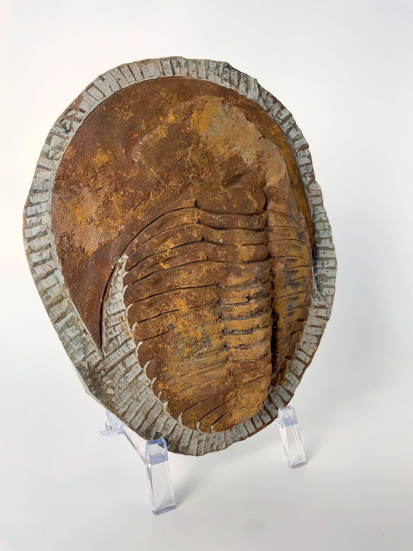 A 7.75-inch Cambropallas Trilobite fossil featuring distinctive markings on a white background.