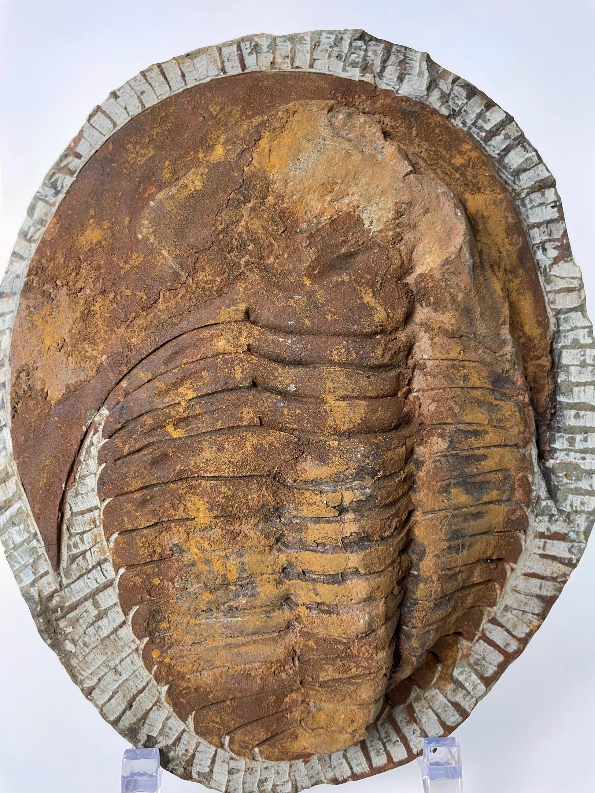 A 7.75-inch Cambropallas Trilobite fossil featuring distinctive markings on a white background.