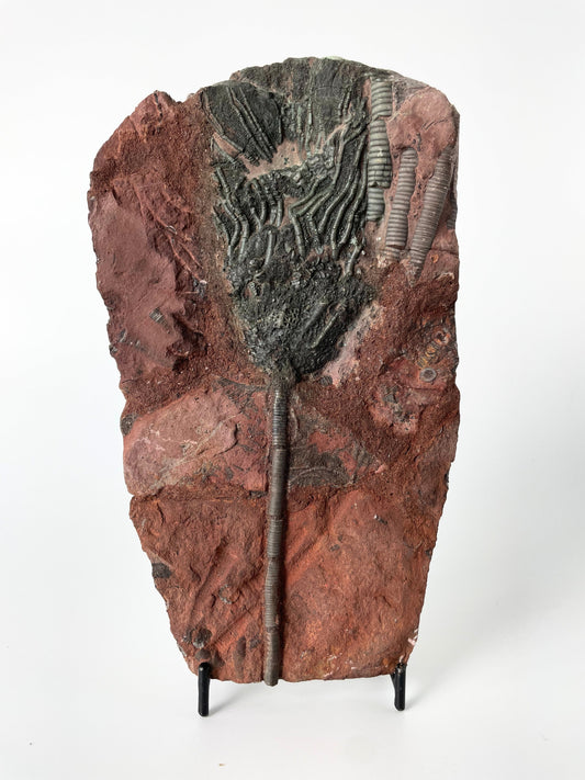 A 7.75-inch tall crinoid fossil resting on a white background.